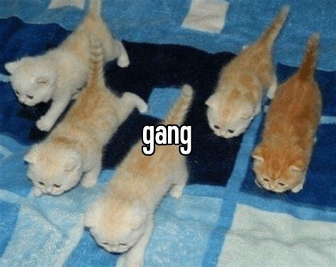 The Real Gang Rwholesomememes Wholesome Memes Funny Cats Silly