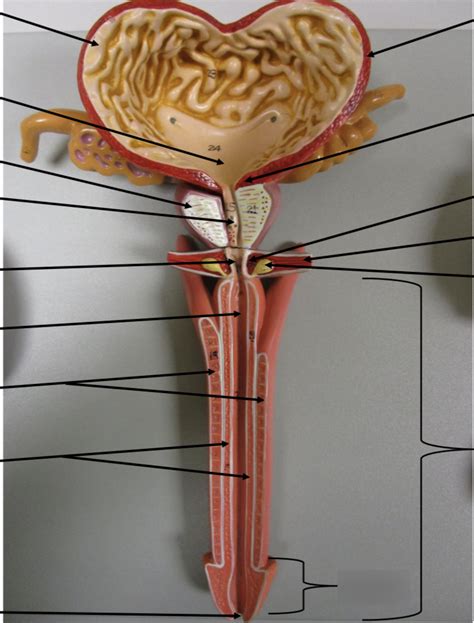 Male Urinary Organs Diagram Quizlet