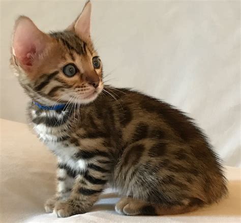 I was impresssed with these websites and the catteries look great. Bengal Cat Breeders In Wisconsin