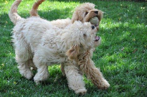 Two 3yr Old Multi Gen Male Mini Labradoodles For Adoption For Sale In