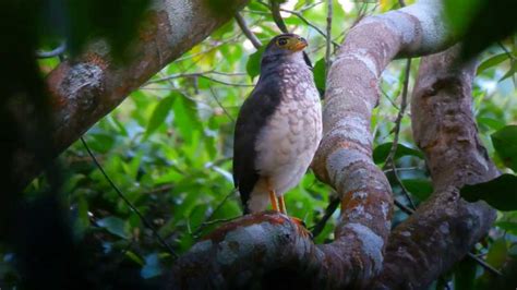 Slaty Backed Forest Falcon At The Canopy Tower Panama Youtube