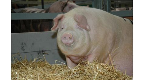 Der zweite landkreis in bayern macht dicht: Schweinepest in Tschechien Kein Grund zur Panik, aber zu ...