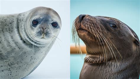 Sea Lion Vs Seal How To Easily Tell Them Apart