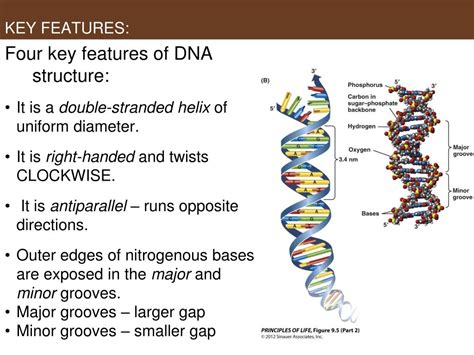 Ppt Unit 4 Dna And Its Role In Heredity Part One Dna Structure