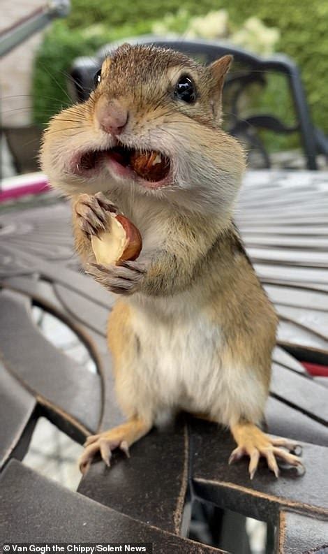 Greedy Chipmunk Called Van Gogh Stuffs Its Mouth With Nuts Before