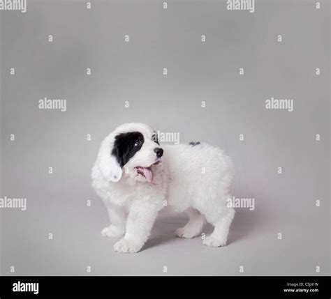 Little Landseer Newfoundland Type Puppy Portrait At Grey Background