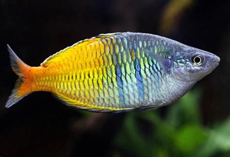 These are some of my favorite fish right now. Melanotaenia boesemani (rainbow fish) | Rainbow fish, Cool ...