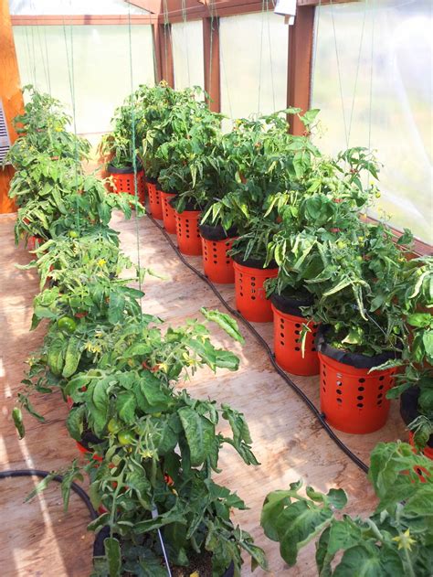 How To Grow Tomato Plants In 5 Gallon Buckets