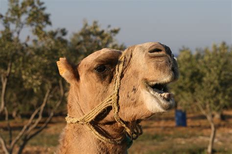Fotos Gratis Animal Fauna Silvestre Camello De Cerca Vertebrado