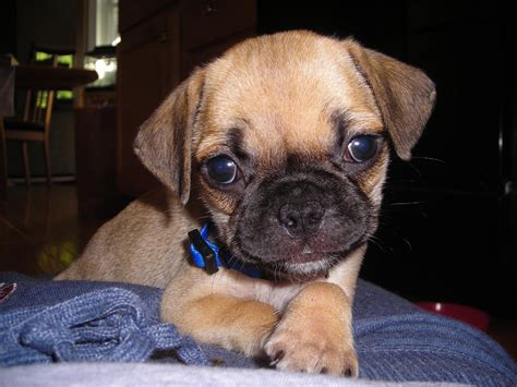 Puggle Puppy Pictures
