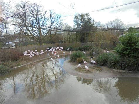 Greater Flamingo Aviary Overview Zoochat