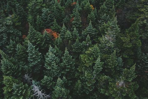 750 Evergreen Pictures Hd Download Free Images On Unsplash