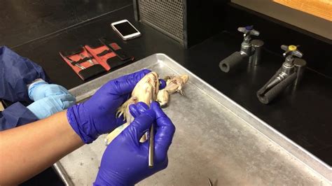 Frog Dissection 1 Youtube