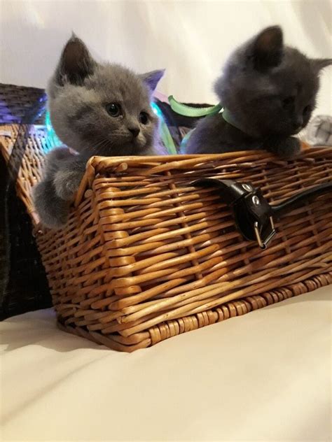 For Sale British Shorthair Silver Greyblue Kittens In Bodmin