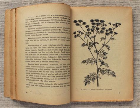 Old Botany Book With Illustrations Medicinal Plants Of Etsy Botany