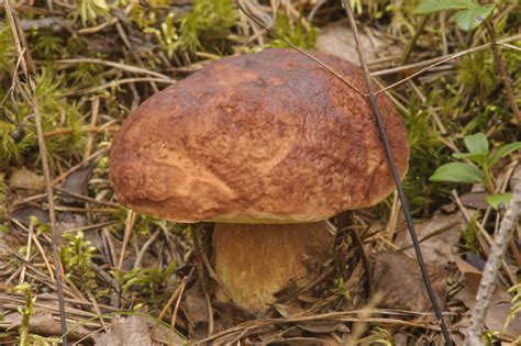 Pine Bolete Boletus Pinophilus Mushrooms Of Russia