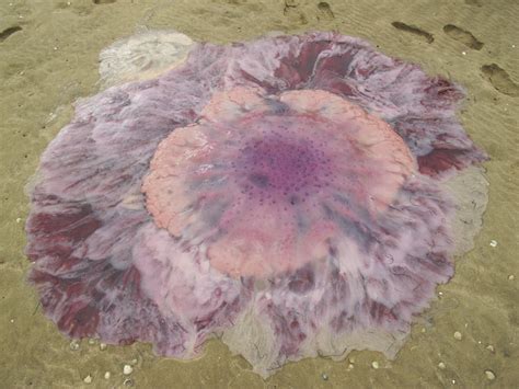 Lions Mane Jellyfish Topview Jellyfish Of New Zealand · Inaturalist Nz