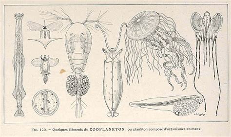 How To Draw Zooplankton ~ Lindisfarne National Nature Reserve F Is For