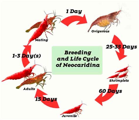 8 Neocaridina Shrimp Breeding Chart 2k24