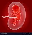 Human fetus inside the womb Royalty Free Vector Image