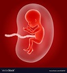 Human fetus inside the womb Royalty Free Vector Image