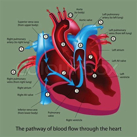 Blood Flow Through The Heart Stock Vector Colourbox