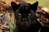File:Black Panther.JPG - Wikimedia Commons