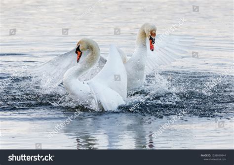 Swan Courtship Dance Stock Photo 1036019944 Shutterstock
