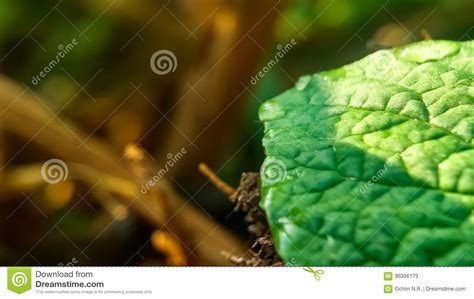 Leaves Stock Image Image Of Pest Amazing Nature Leaves 96356179