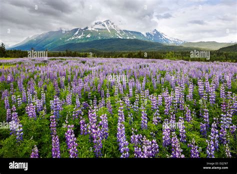 Arctic Lupine Lupinus Arcticus Flowers Purple Bloom Kenai Stock Photo