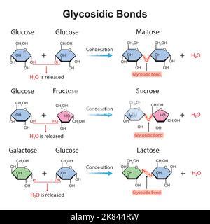 Lactose Formation Glycosidic Bond Formation From Two Molecules