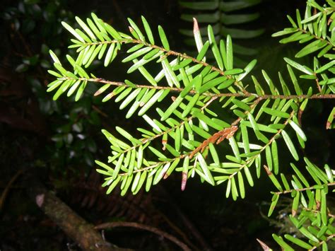 Western Hemlock Tsuga Heterophylla Native Plants Pnw