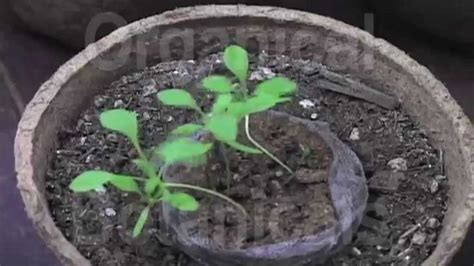 Poppies are a spring time staple in my garden in the low desert of arizona. Tutorial on How to Grow Somniferum Poppies in 5 Stages ...