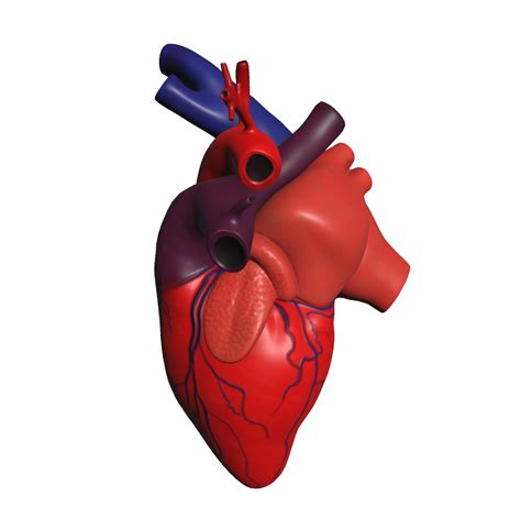 Minimalistic Illustration Of Human Heart 3d Model 15312030 Png