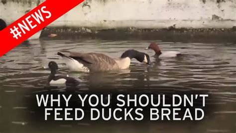 The Reason You Should Never Feed Bread To Ducks Revealed Mirror Online