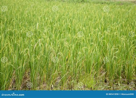 Green Rice Tree Stock Photo Image Of Lawn Natural Field 88541898