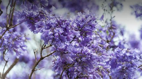 Still, the overall amount of liquids drops the later rain occurs in the course of november. Where to Find Jacarandás in Buenos Aires This Spring | The ...