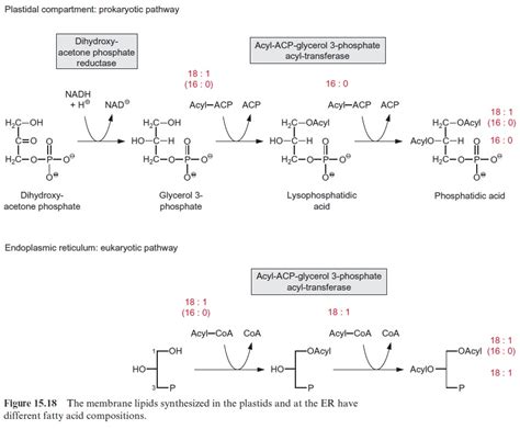 Glycerol 3 Phosphate