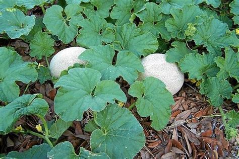 Cantaloupe Seeds Facts And Health Benefits