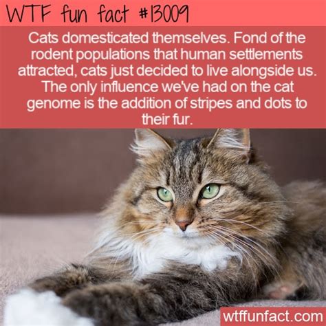 Wtf Fun Fact 13009 Cats Domesticated Themselves