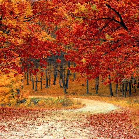 Autumn Driveway Orange Leaves Background Printed Backdrop