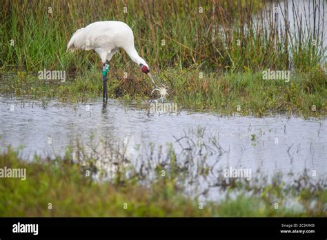 Whooping Crane Grus Americana Adult Eating A Captured Blue Crab