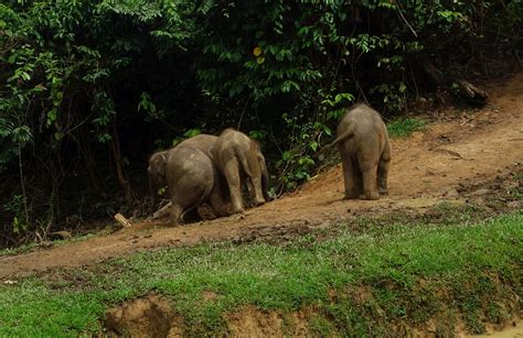 Borneo Rare Sighting Of The Cutest Pygmy Elephants Travel To Little