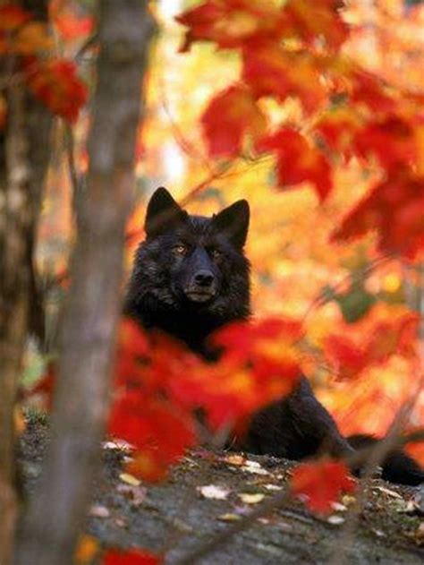 Fall Adornments For You Animals Beautiful Timber Wolf Wolf Pictures