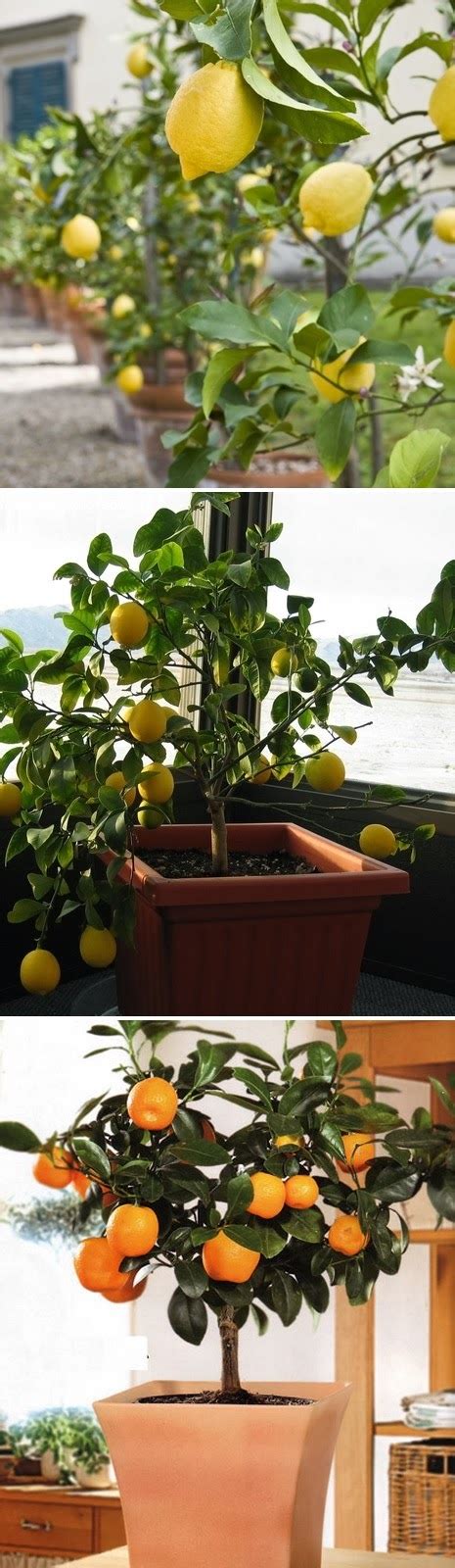 The Most Popular Dwarf Citrus Trees To Grow In Containers