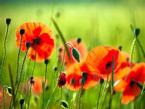 Beautiful Poppies Wallpaper Nature And Landscape Wallpaper Better