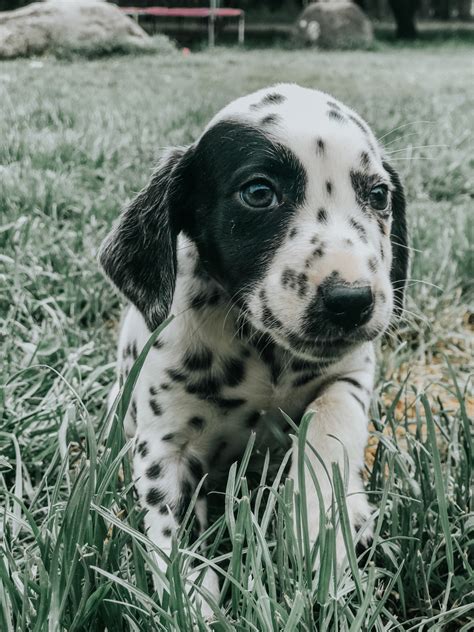 That's why we've rounded up 25 of the sweetest, cuddliest, and cutest puppies we've ever seen. Dalmatian Puppies For Sale | Yelm, WA #298973 | Petzlover