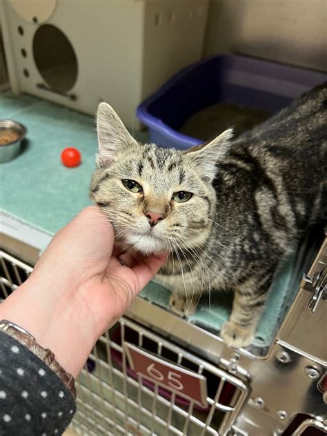 Wisconsin Humane Society welcomes 32 cats from Kentucky