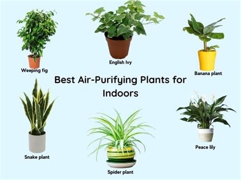 11 Best Air Purifying Plants For Indoors Low Light Bedroom Bathroom