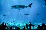 12 Best Things to Do at the Georgia Aquarium in Atlanta